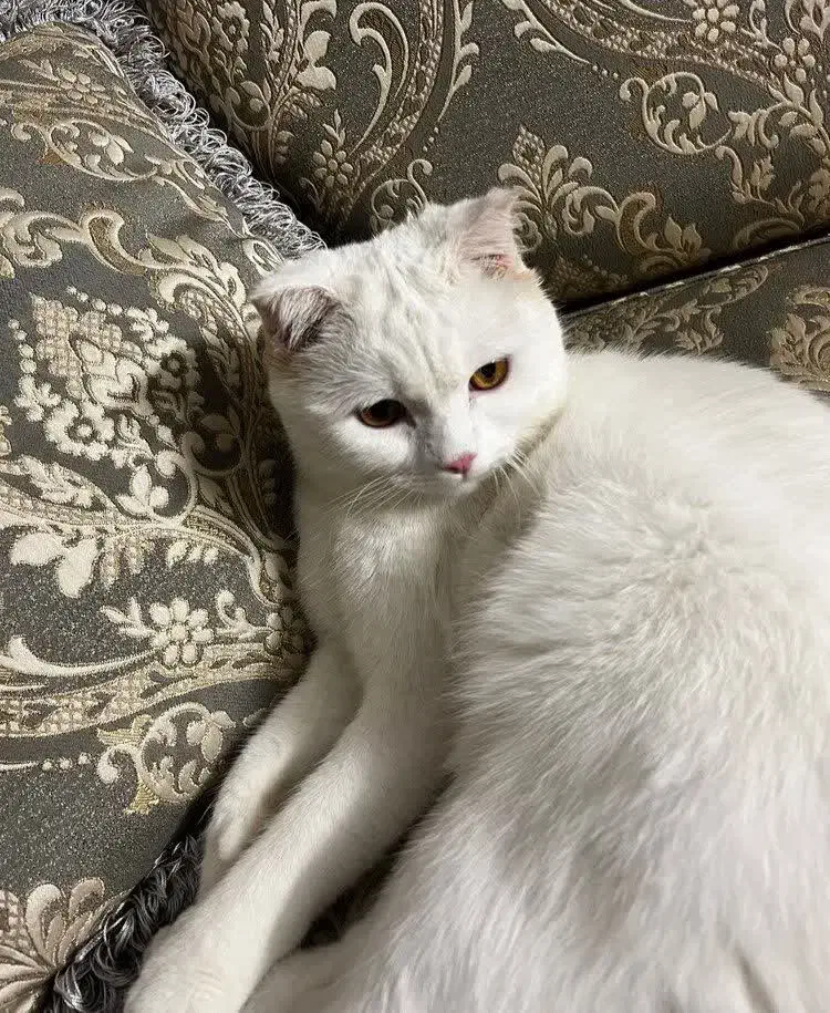 گربه  نژاد میکس پرشین اسکاتیش|گربه|مشهد, هفت تیر (آب و برق)|دیوار