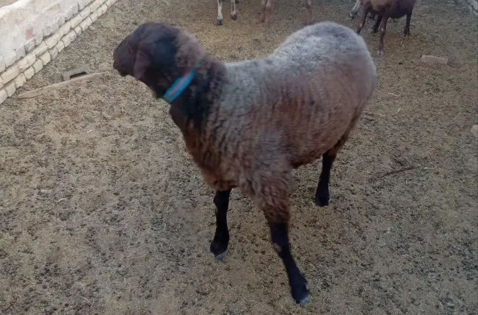 شیشک همو|حیوانات مزرعه|فردوس (خراسان), |دیوار