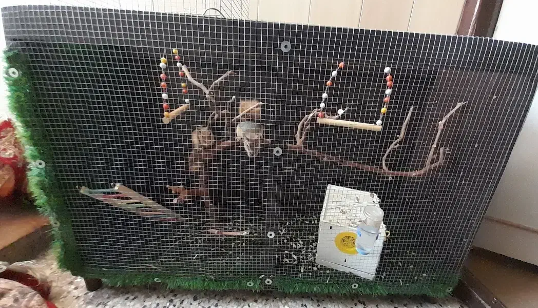 قفس|لوازم جانبی حیوانات|ارومیه, |دیوار