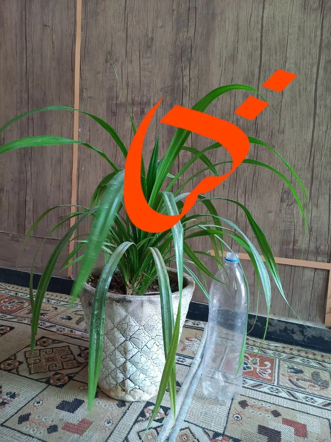 فروش ۳ عدد گلدان با گل سرحال|گل و گیاه طبیعی|شیراز, صاحب الزمان|دیوار