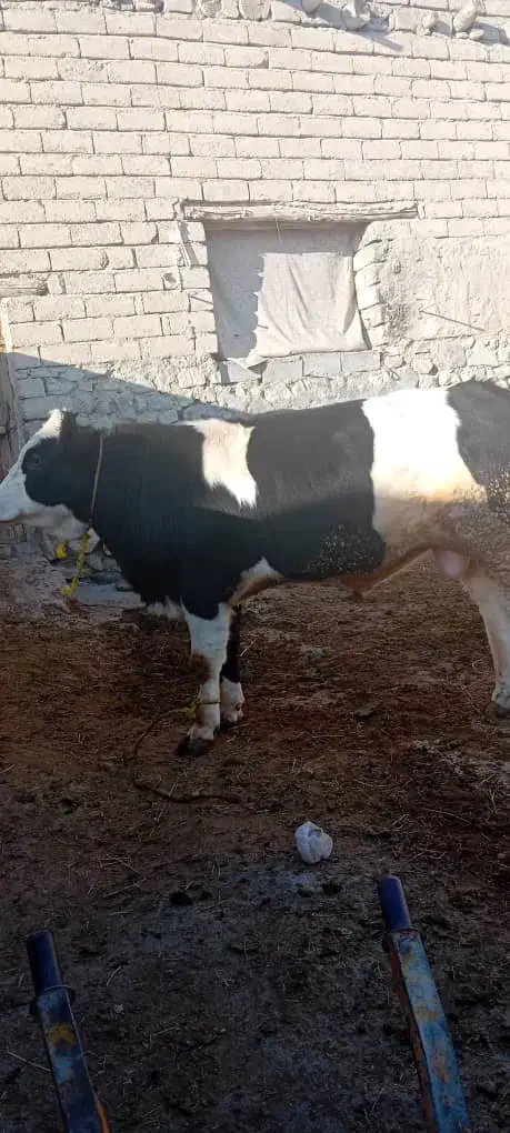 گاو|حیوانات مزرعه|میانه, |دیوار