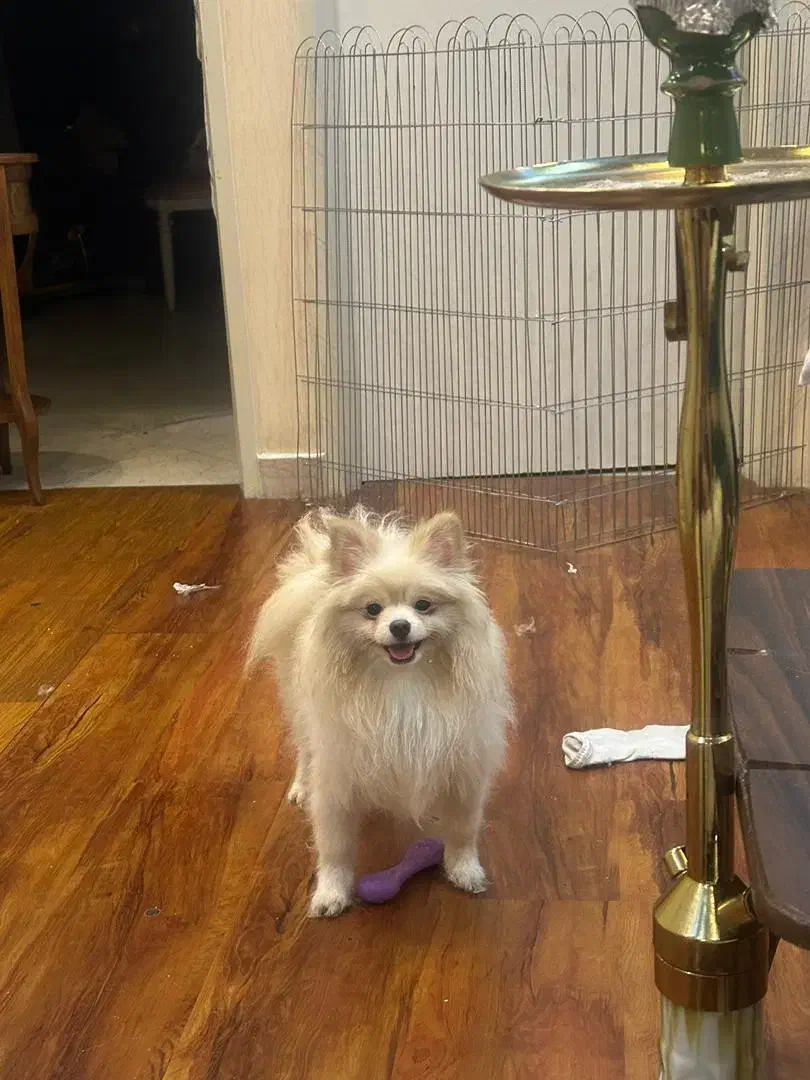 سگ پامر|سگ|تهران, علم و صنعت|دیوار