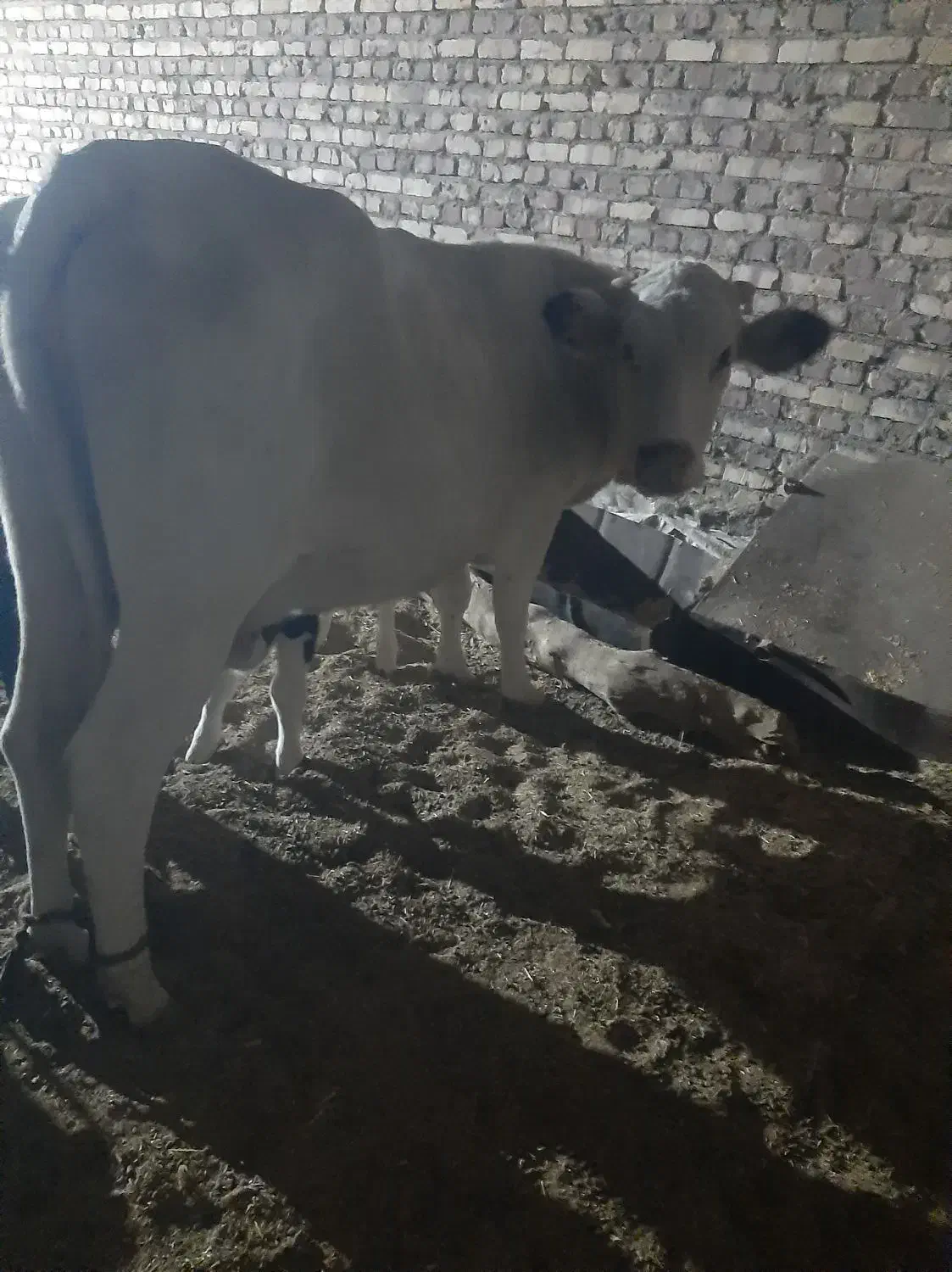 سلام گاو زایده با گو ساله نر (زه اول)|حیوانات مزرعه|نیمروز, |دیوار