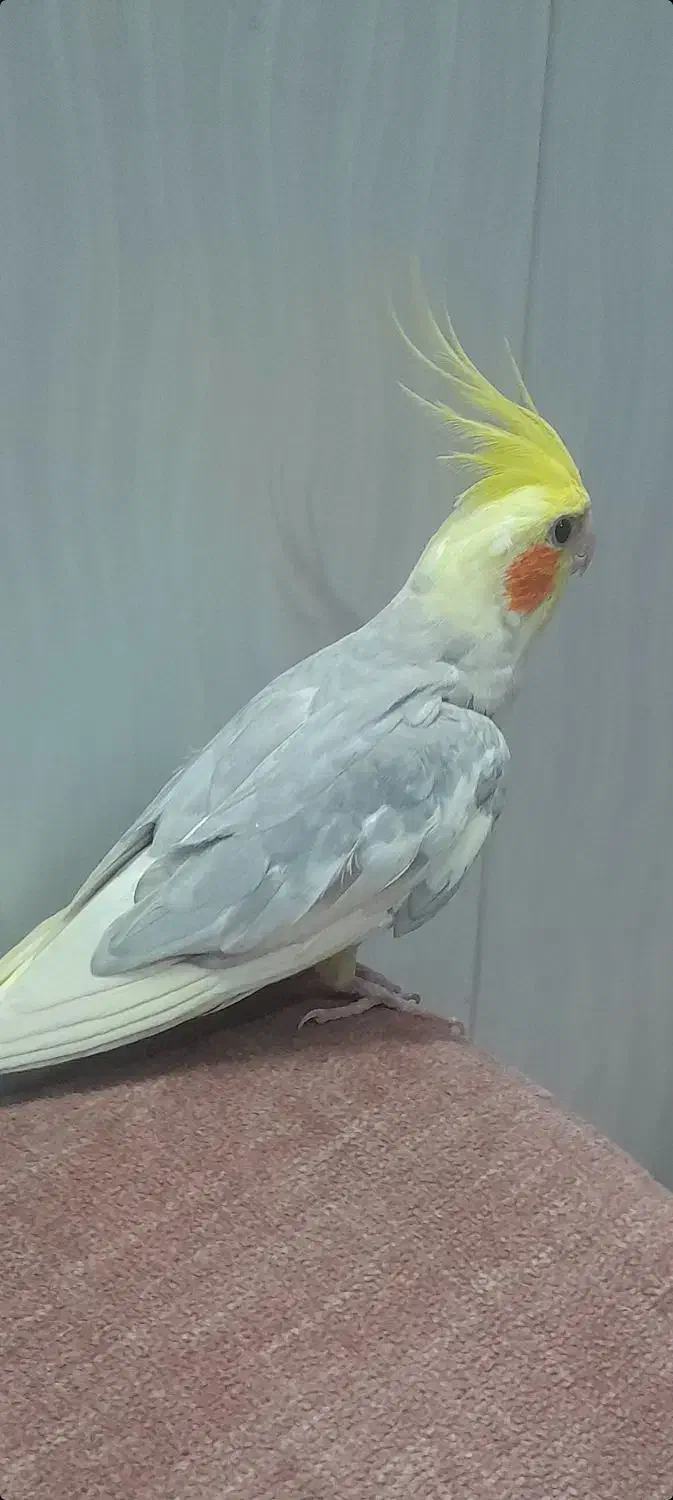 عروس هلندی نر|پرنده|مشهد, مشکینی (شهرک غرب)|دیوار