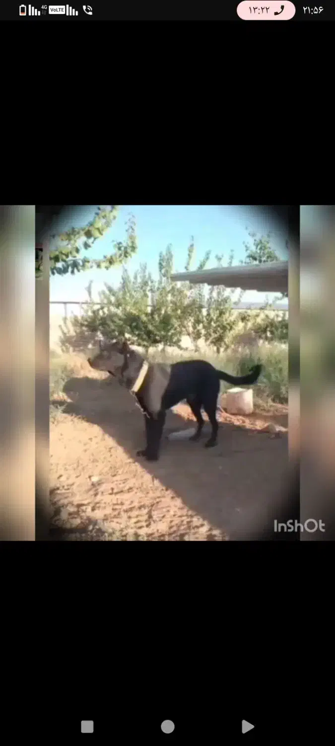 سگ سرابی پژدر|سگ|تهران, امیریه|دیوار