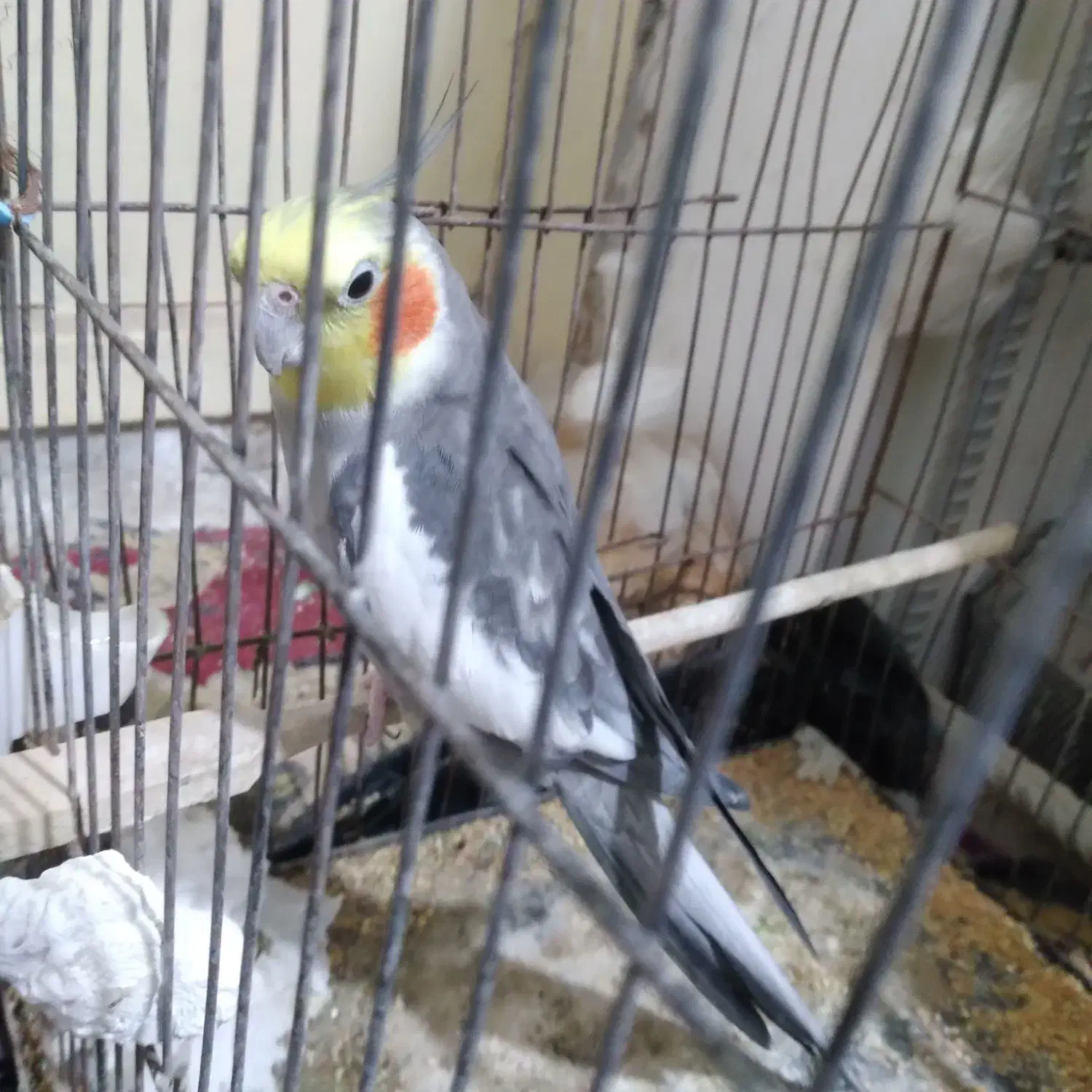 عروس هلندی سخنگو|پرنده|هامون, |دیوار