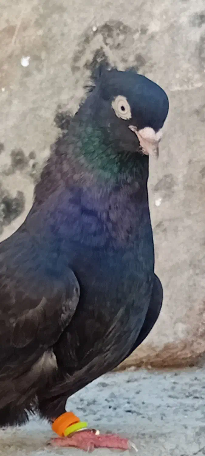 کبوترسیاه آبادانی|پرنده|امیدیه, |دیوار