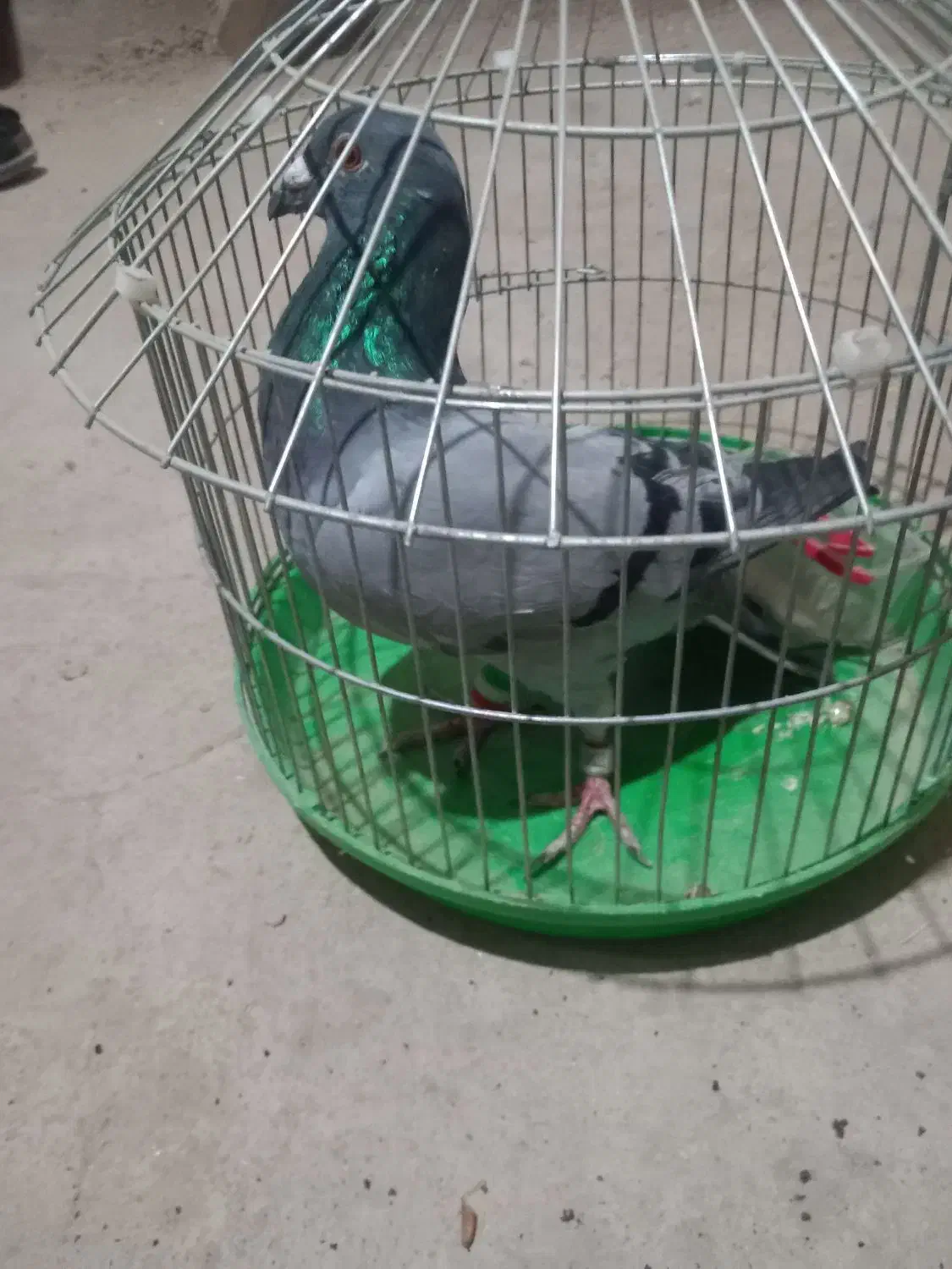 پلاکی|پرنده|فامنین, |دیوار