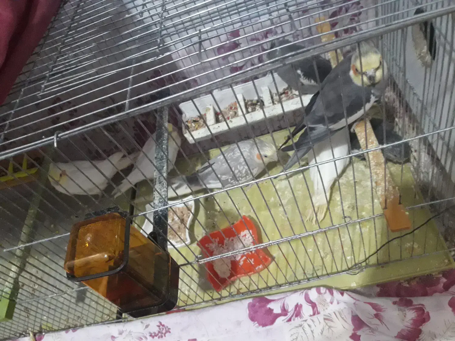 تعدادی عروس هلندی به قیمت عادلانه|پرنده|میانه, |دیوار