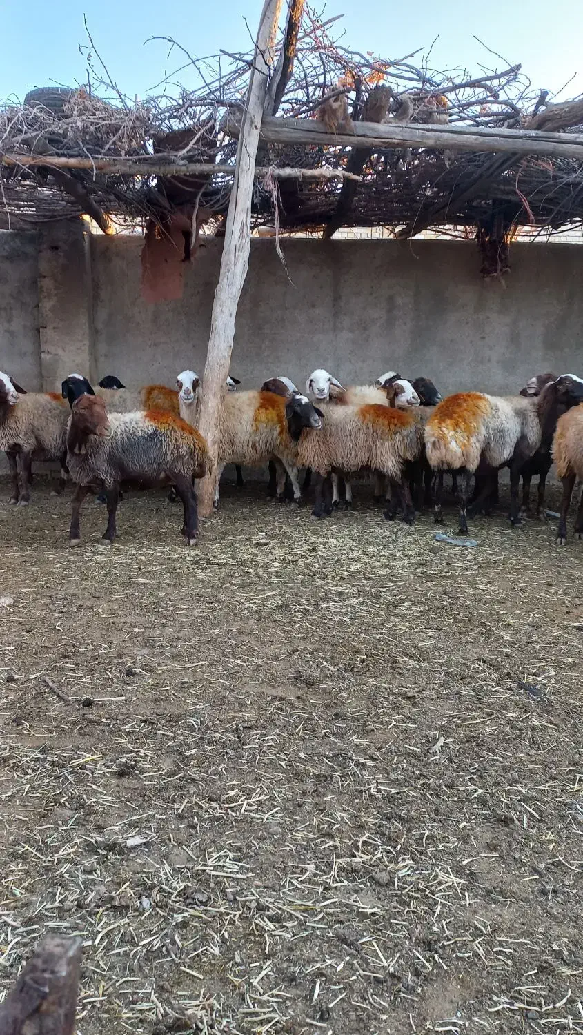 میش و بره و میش جوان آبستن|حیوانات مزرعه|نورآباد, |دیوار