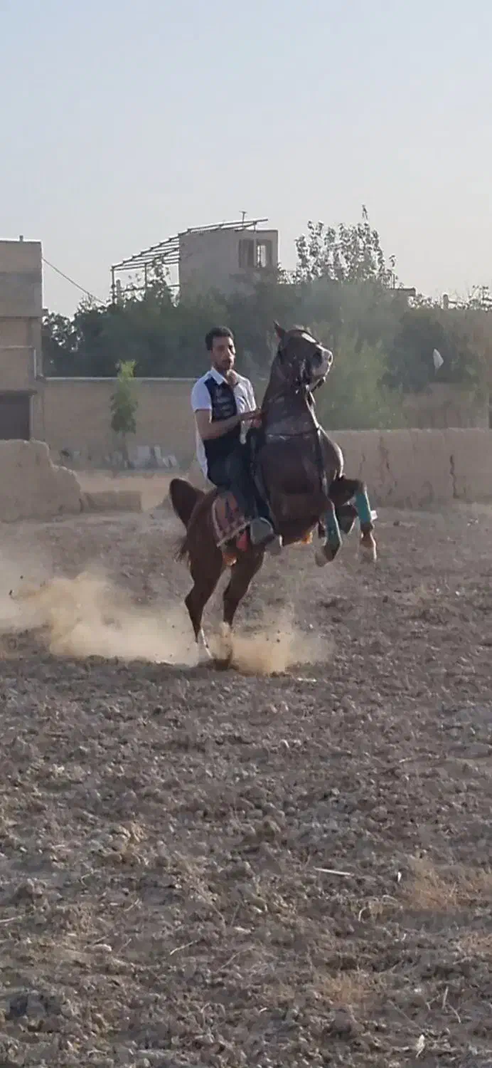 اسب کورد|اسب و تجهیزات اسب‌سواری|میبد, |دیوار