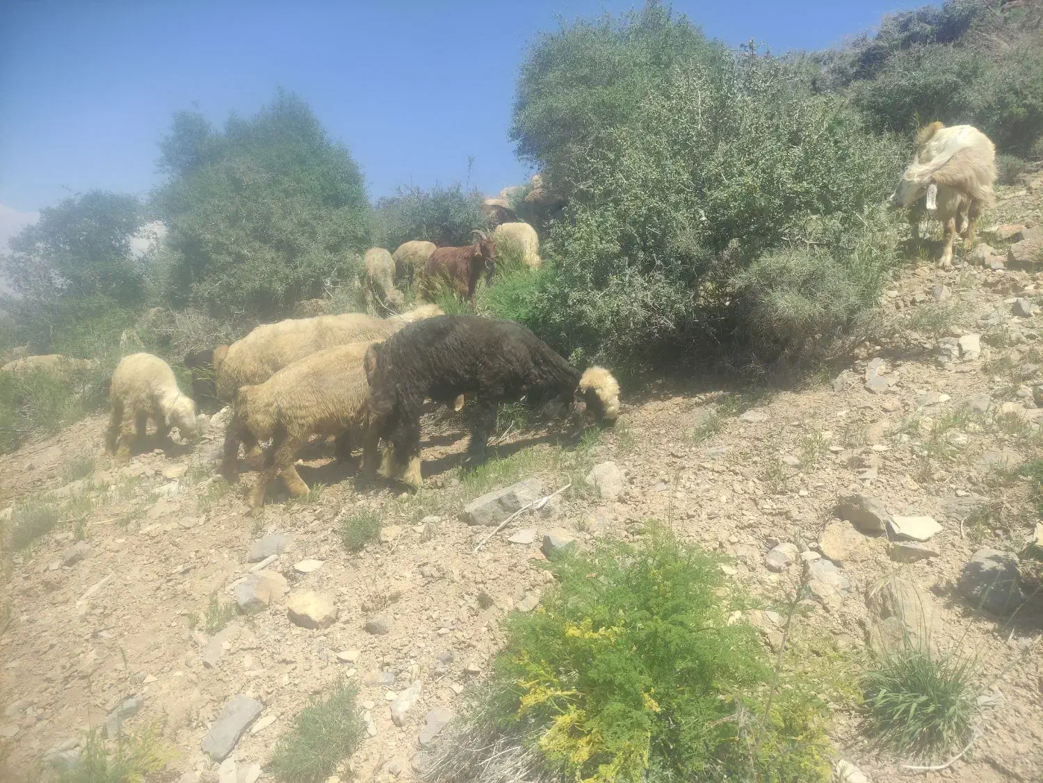 بره نر مخصوص تخمی|حیوانات مزرعه|درودزن, |دیوار