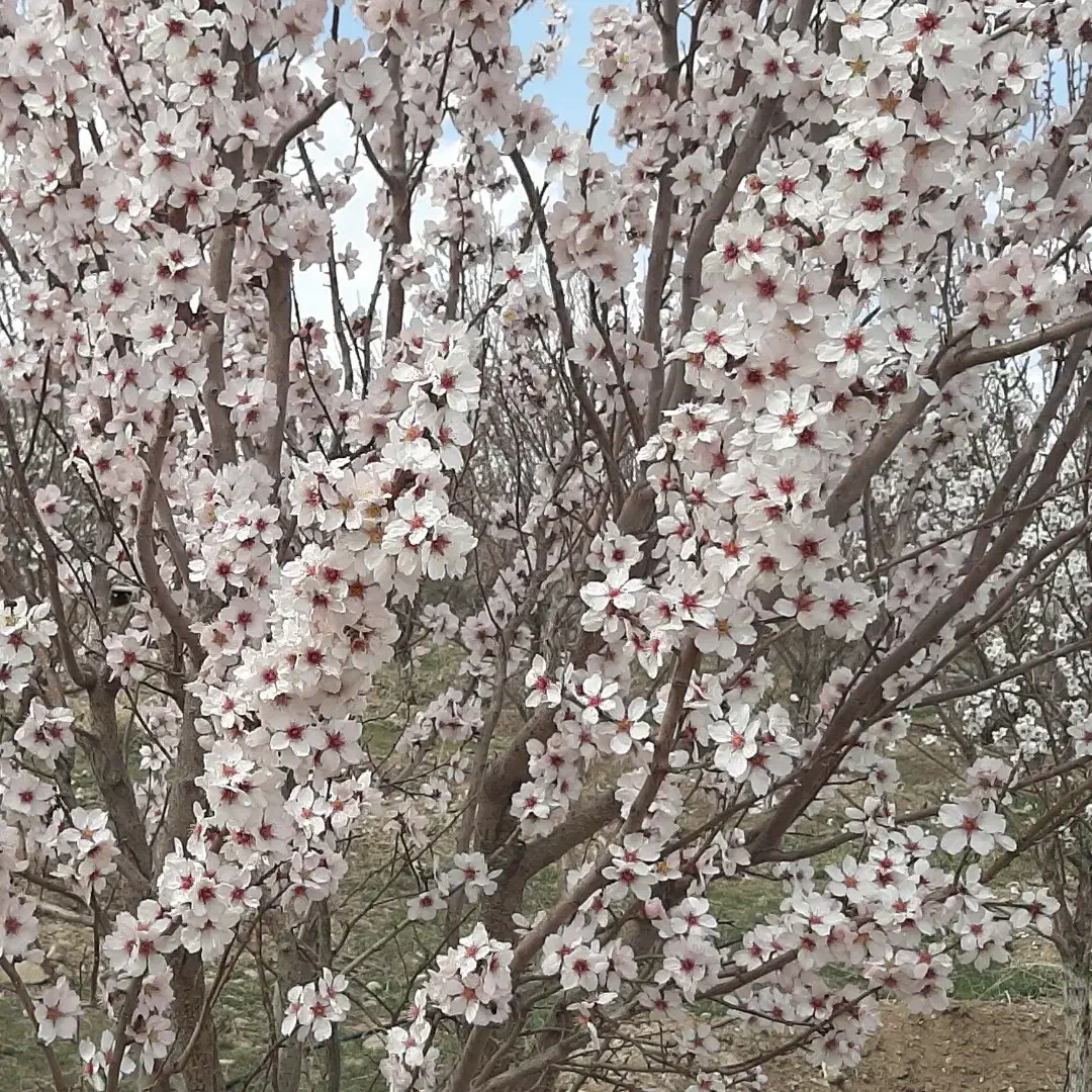 یک هکتار باغ میوه با درختان بارده ۵ساعت آب|فروش دفتر صنعتی، کشاورزی، تجاری|سراب, |دیوار