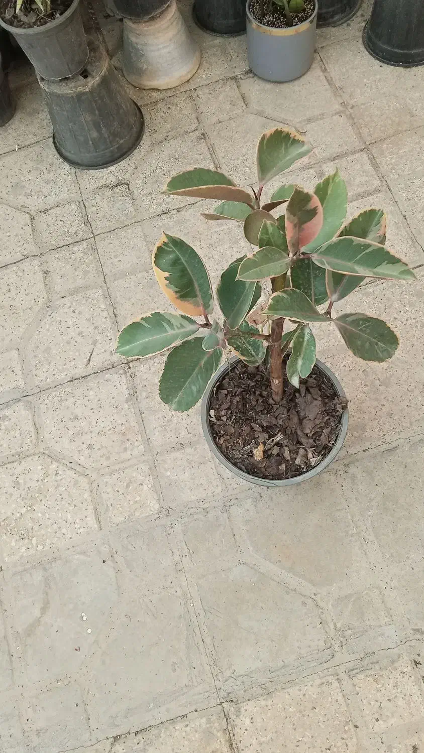 همه جور گل و گیاه مقاوم|گل و گیاه طبیعی|شیراز, شهرک مطهری|دیوار