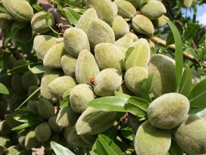 نهالستان ارقام پر بار و مقاوم به سرما پالیز|خدمات باغبانی و درختکاری|بناب, |دیوار