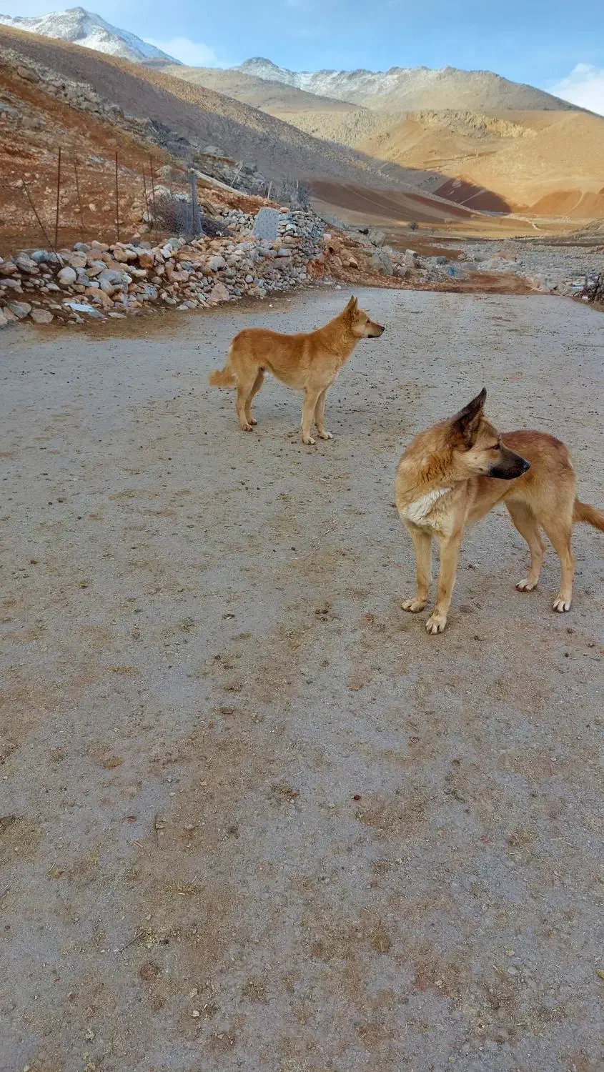 سگ باهوش|سگ|بیرانوند, |دیوار