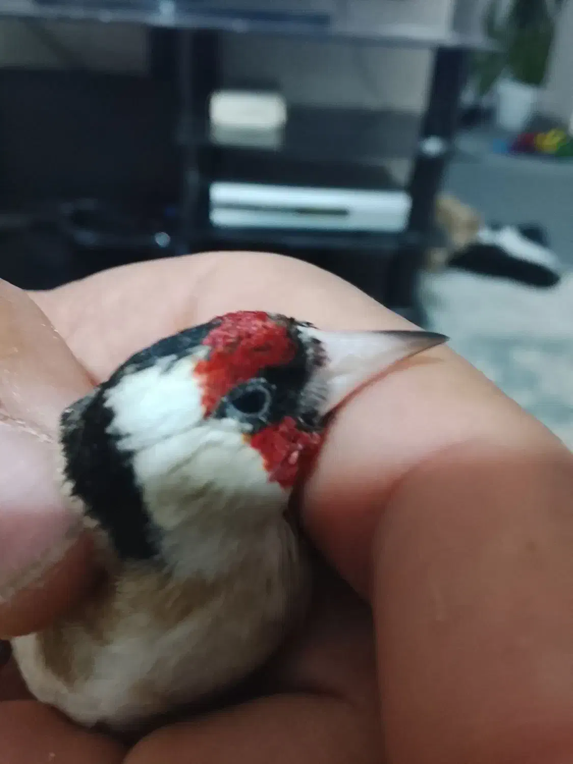 سهره خوبو|پرنده|مرودشت, استادیوم‎|دیوار