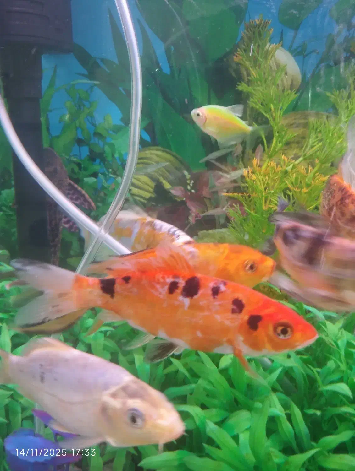 ماهی کوی سالم و زرنگ ۱۴ سانتی خوشرنگ|ماهی|کرمانشاه, |دیوار