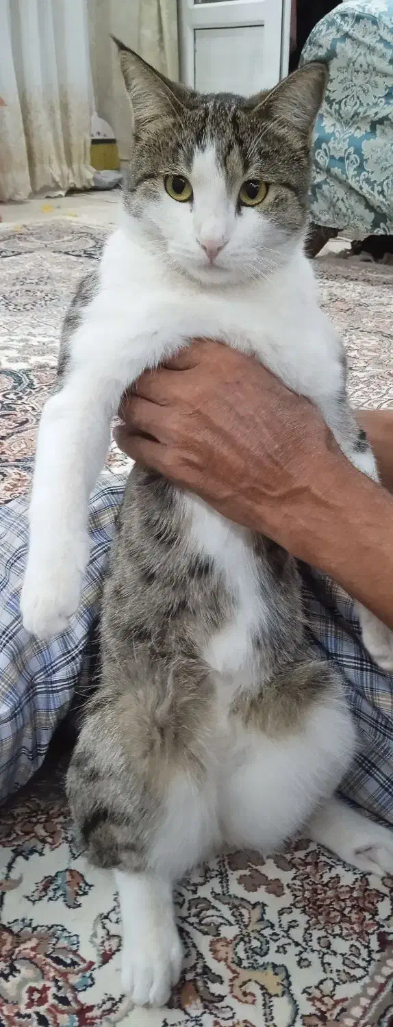 گربه|حیوانات|تربت‌حیدریه, کاشانی|دیوار