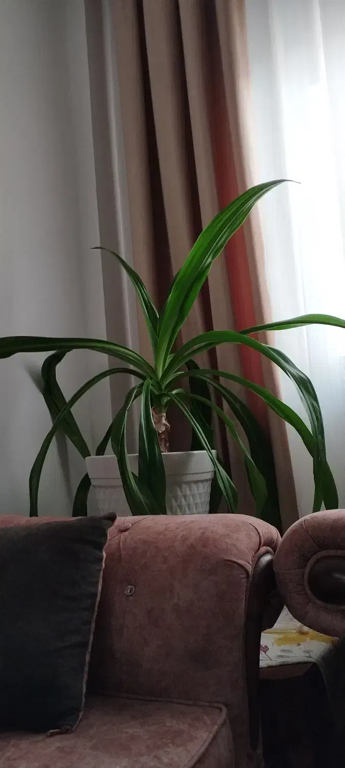 گل برگ موزی ۵ساله|گل و گیاه طبیعی|بندرعباس, |دیوار