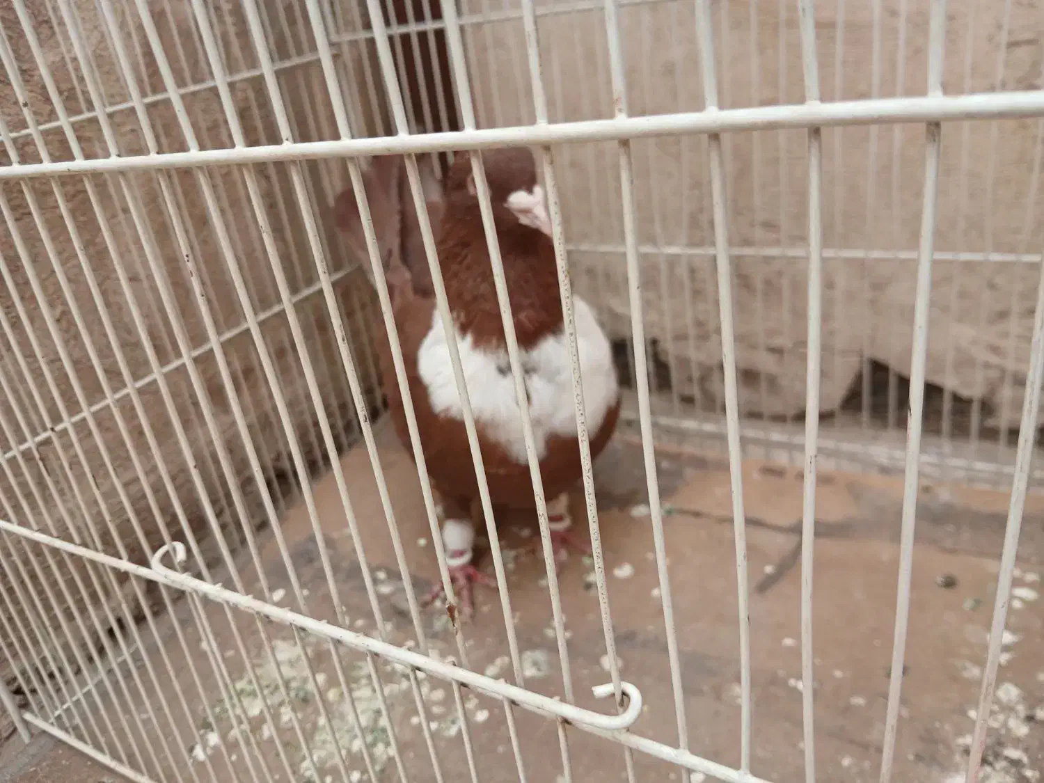 کلاغ سرخ وطوقی هفترنگ|پرنده|طرقبه, |دیوار