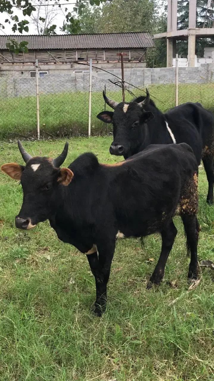 ورزا گوساله نر آس|حیوانات مزرعه|چالوس, |دیوار