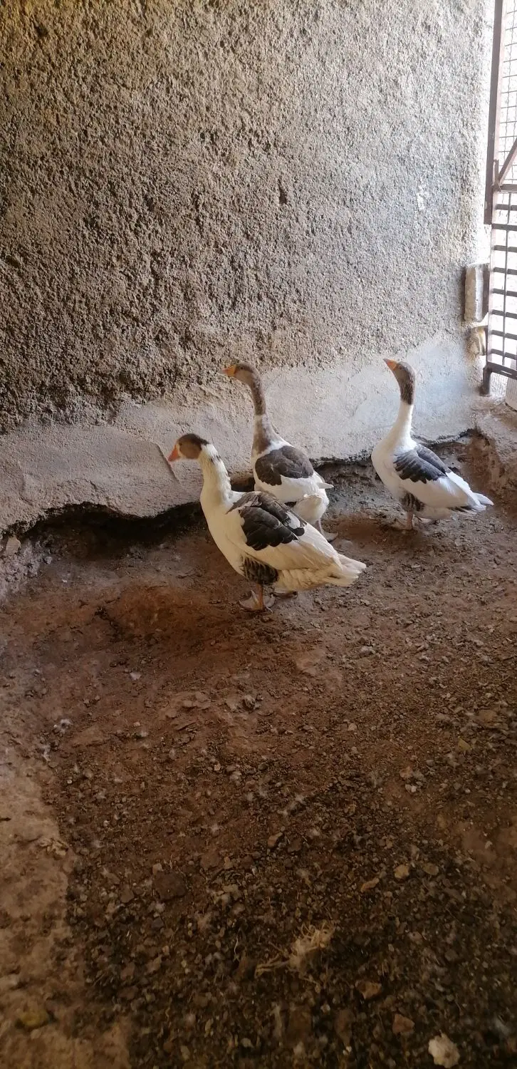 غاز|حیوانات مزرعه|اردکان, |دیوار