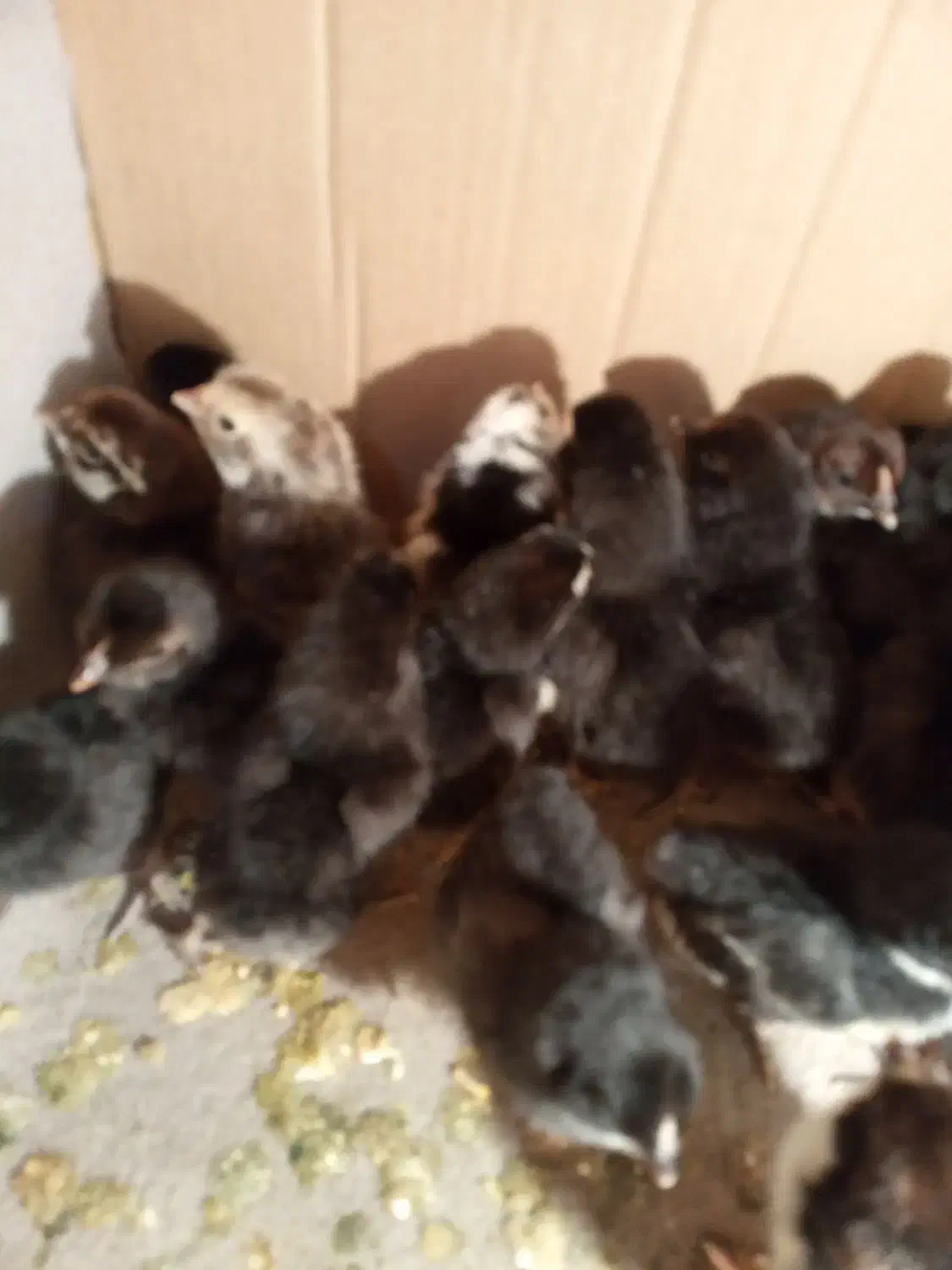 جوجه گلین|حیوانات مزرعه|کنگاور, |دیوار