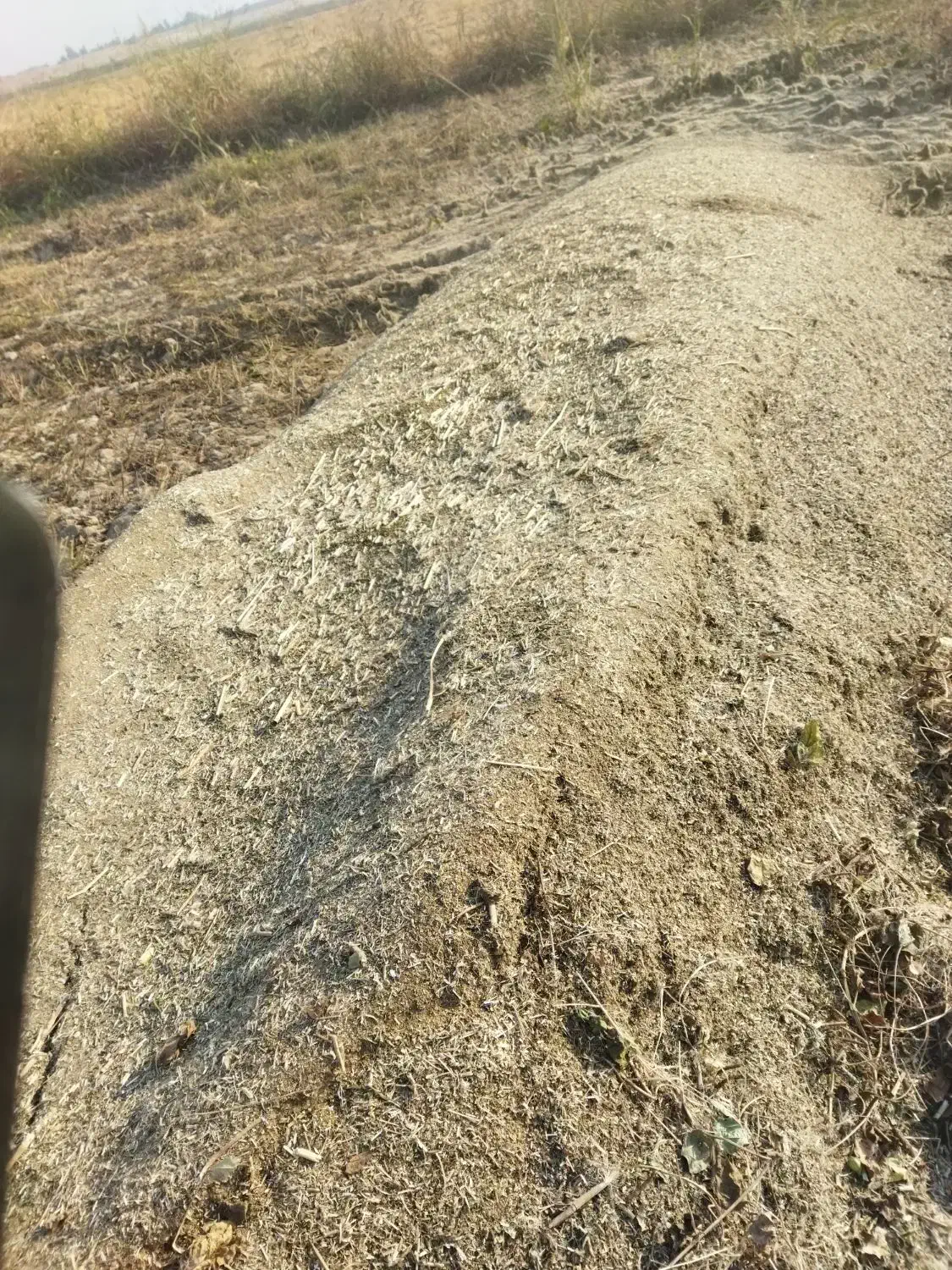 کاه ماش|خدمات باغبانی و درختکاری|گتوند, |دیوار