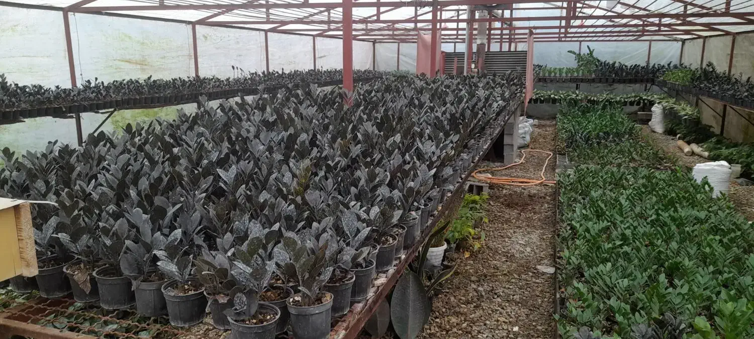 فروش انواع گلهای آپارتمانی|گل و گیاه طبیعی|گتاب, |دیوار