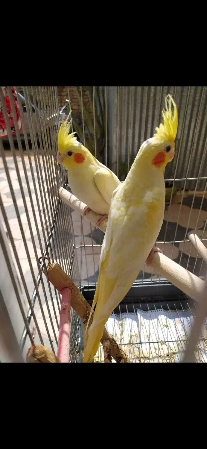 گرینچیک..عروس هلندی|پرنده|شیراز, دروازه قران|دیوار