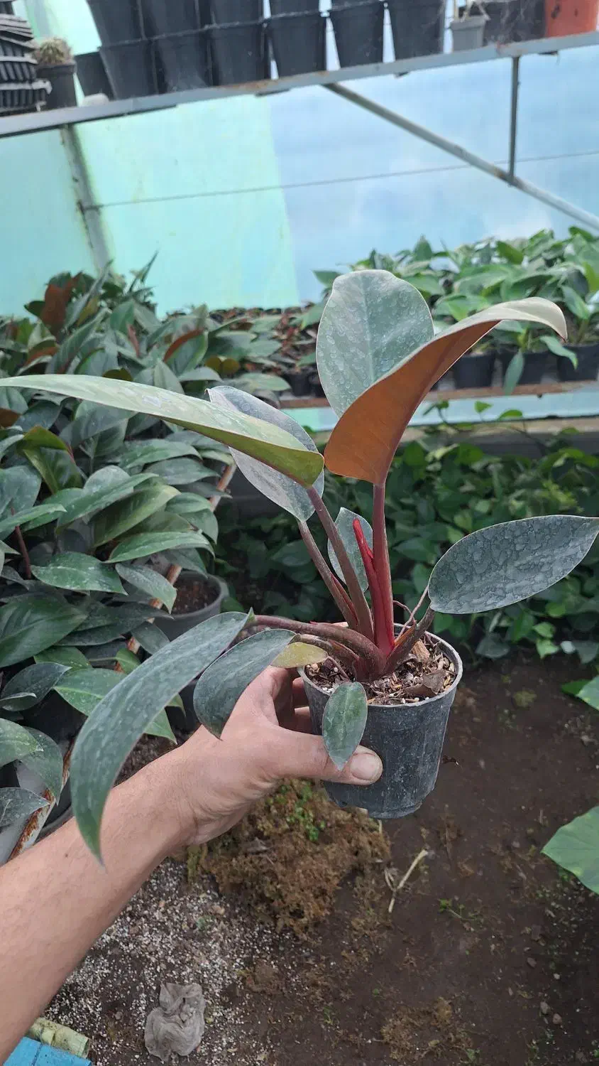 گل های آپارتمانی عمده و تک|گل و گیاه طبیعی|رودسر, |دیوار