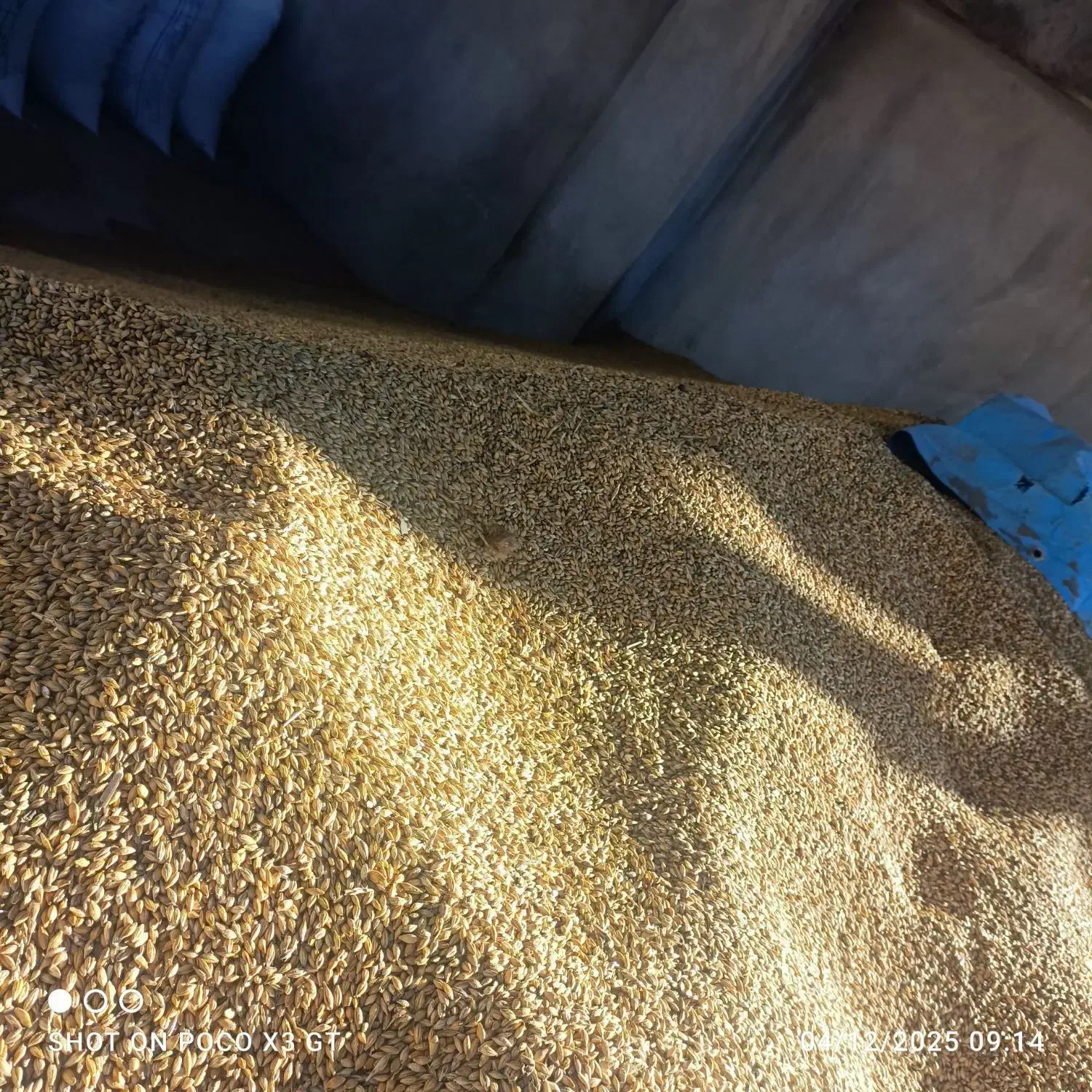 جو دامی درایلام|عمدهفروشی|ایلام, |دیوار