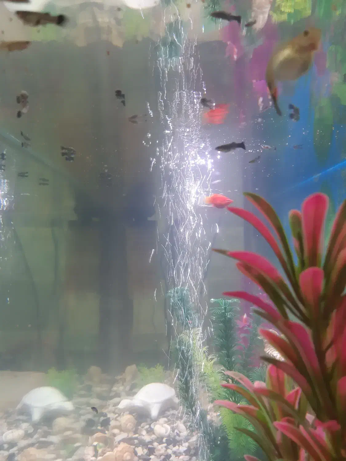 فروش آکواریوم|ماهی|محلات, |دیوار