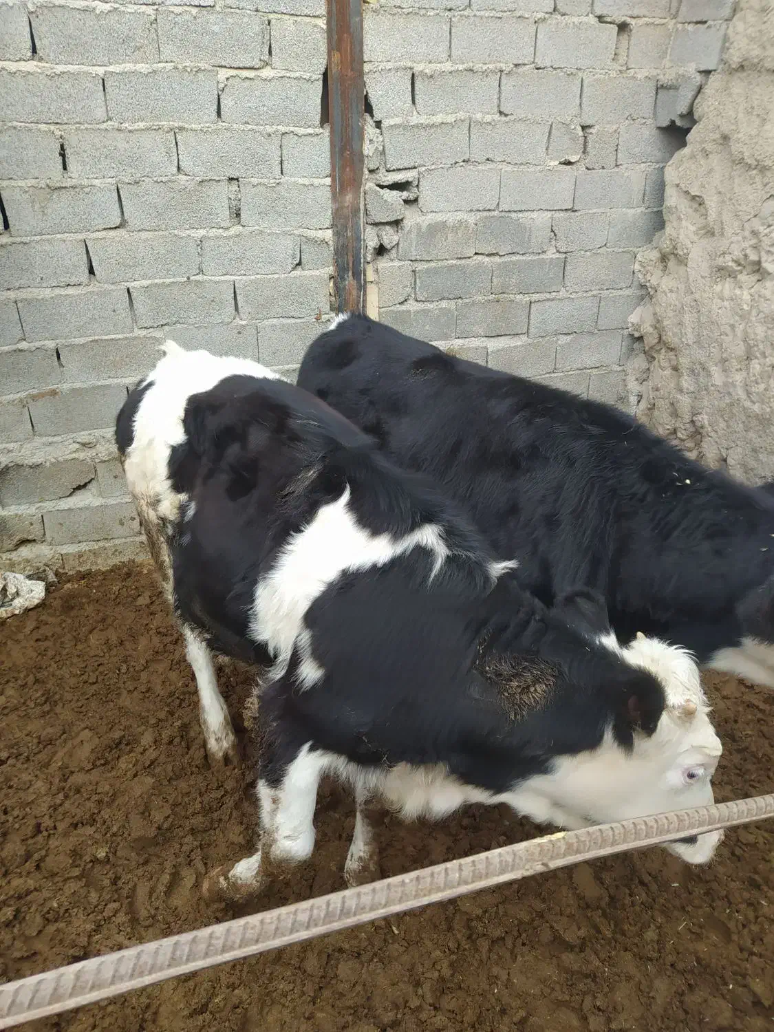 تلیسه سیمینتال گوساله چاق|حیوانات مزرعه|وحیدیه, |دیوار