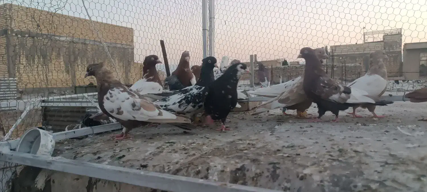 بهبهونی|پرنده|شیراز, پانصد دستگاه ارتش|دیوار