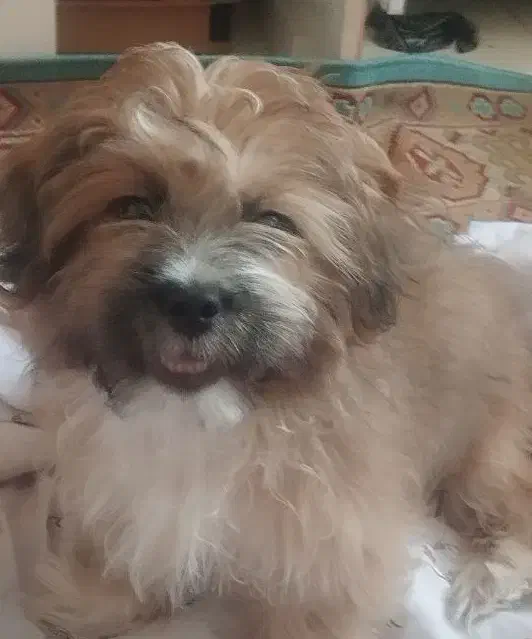 شیتزو خرسی|سگ|پاکدشت, پاکدشت (مامازند)|دیوار