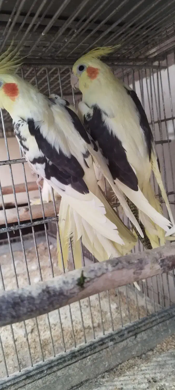 عروس هلندی دوکت|پرنده|گرگان, |دیوار