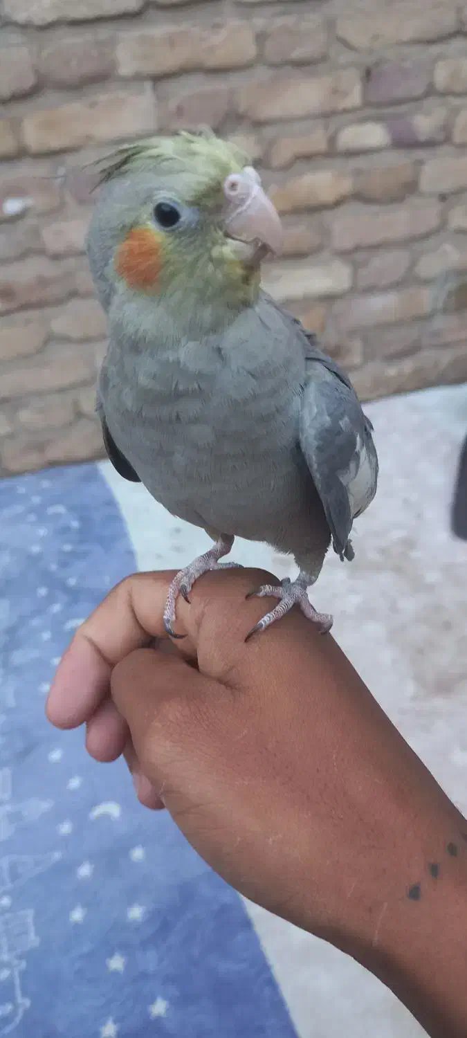 عروس هلندی|پرنده|بافق, |دیوار