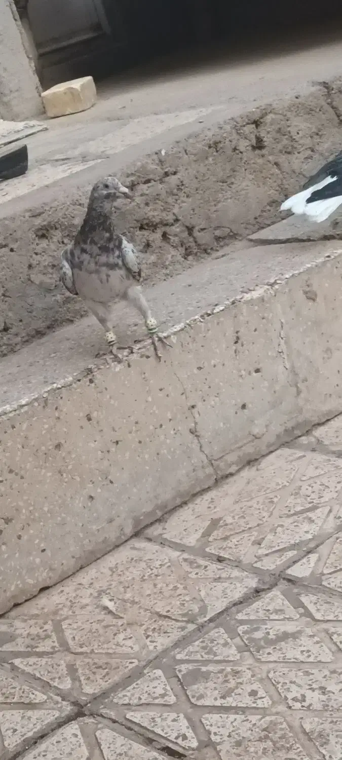 هفرنگ خرمایی|پرنده|اقبالیه, |دیوار