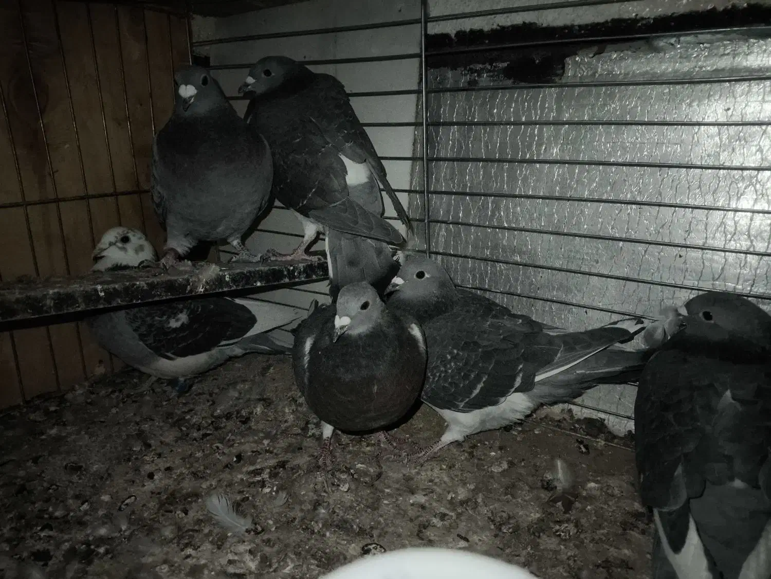 کبوتر المانی|پرنده|پردیس, فاز ۲|دیوار