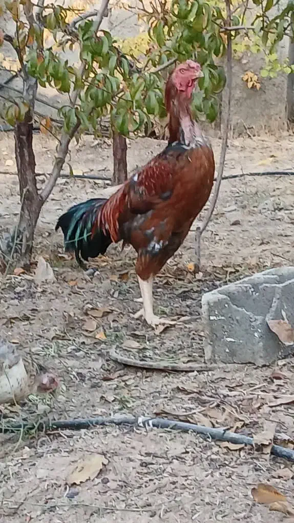 خروس لاری|حیوانات مزرعه|بومهن, |دیوار