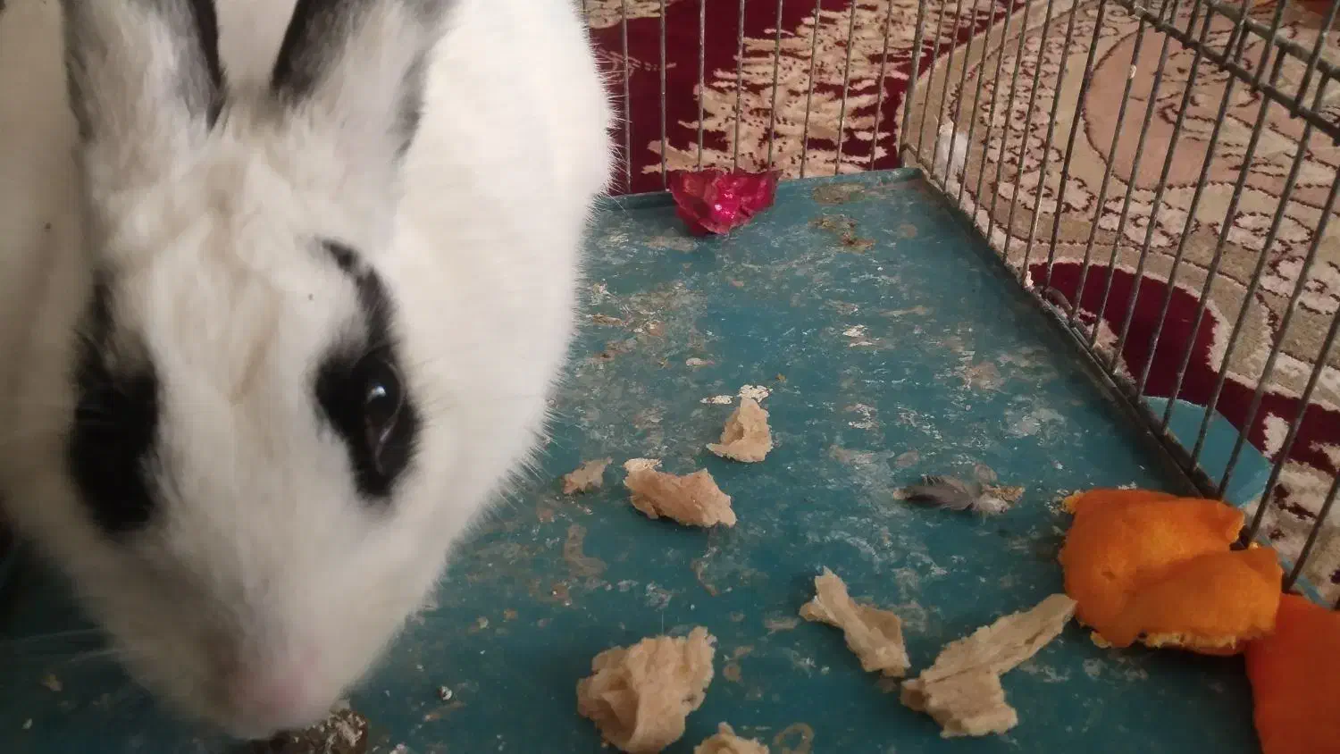 خرگوش|موش و خرگوش|کاشمر, |دیوار