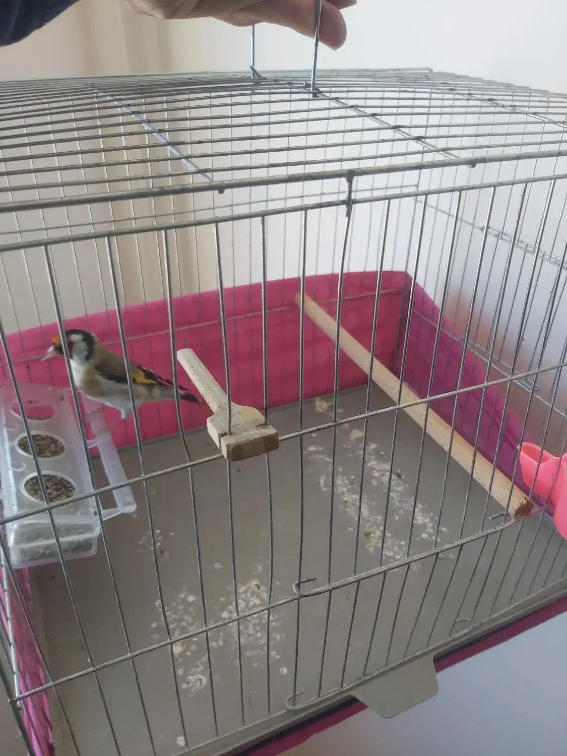 سهره درشت و تازه صاف|پرنده|بیجار, |دیوار