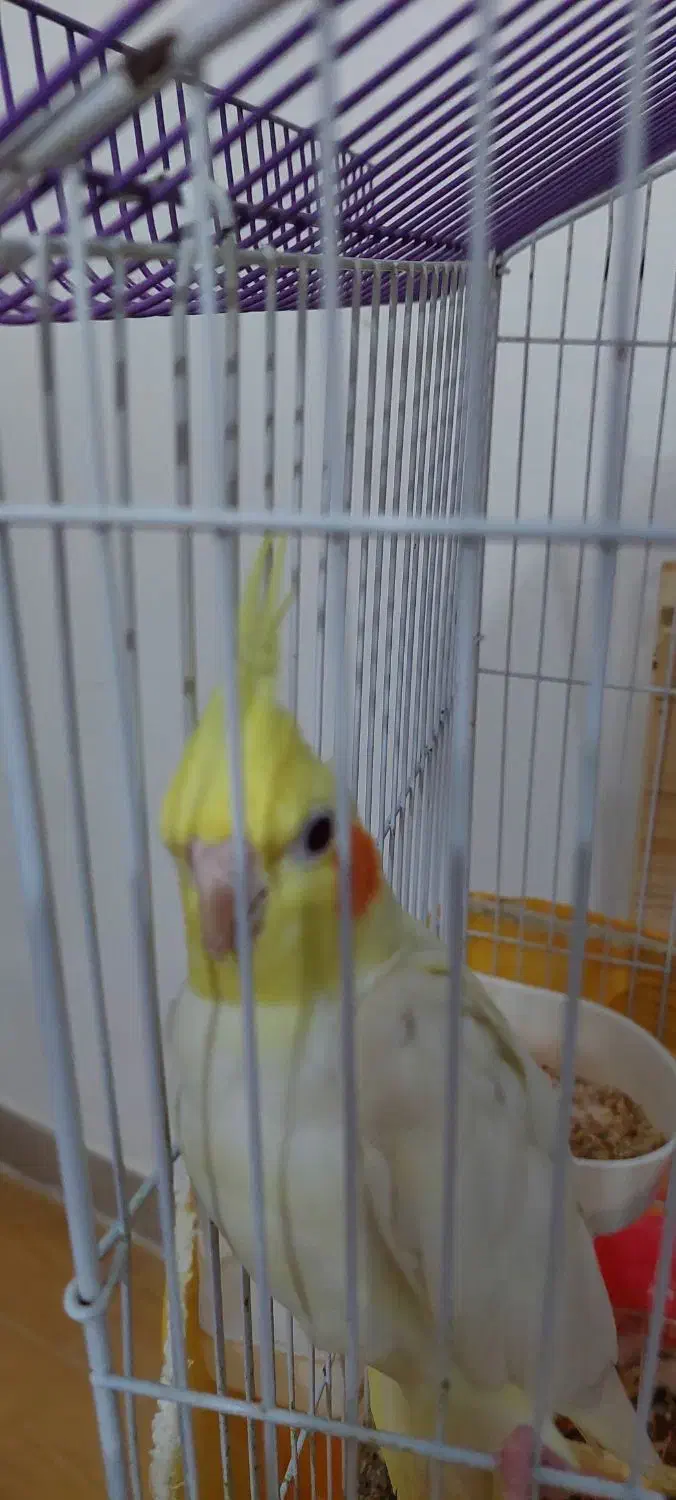 فروش عروس هلندی مولد و مرغ عشق با لوازم کامل|پرنده|خرمآباد (تنکابن), |دیوار