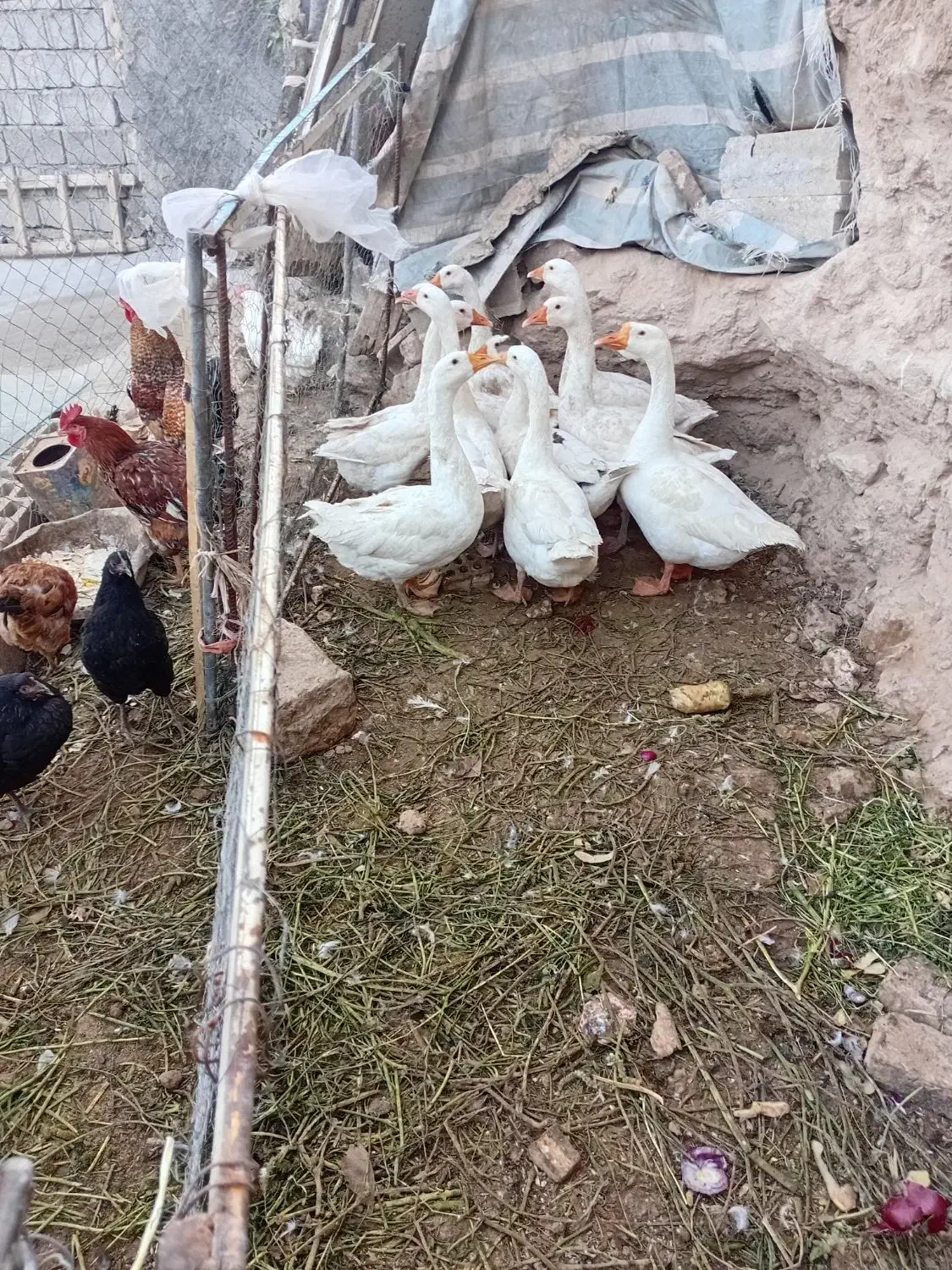 غاز ۱۰عدد|حیوانات مزرعه|خوی, |دیوار