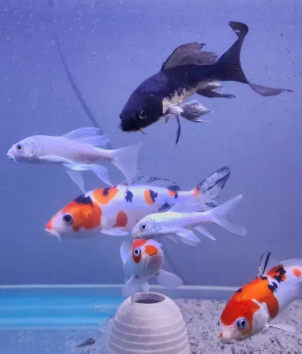 گله کوی باله بلند و نژاد دار|ماهی|تهران, جی|دیوار