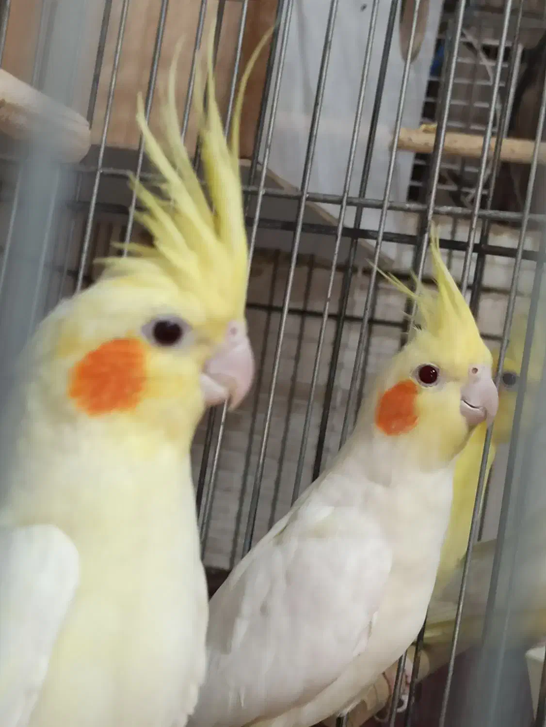 عروس مولد کار داده|پرنده|آران و بیدگل, |دیوار