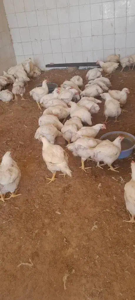 فروش مرغ گوشتی|حیوانات مزرعه|بندر کنگان, |دیوار