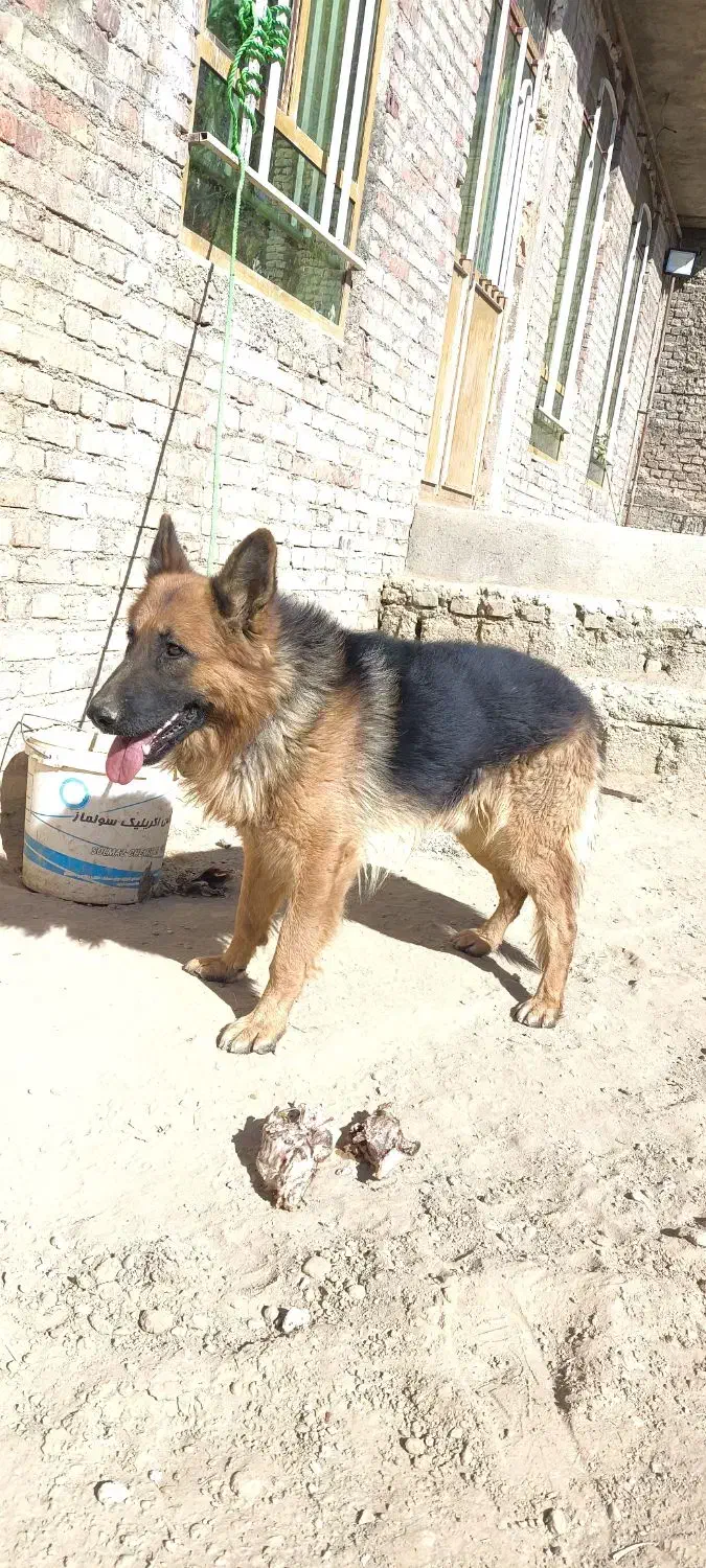 سگ ژرمن|سگ|میاندوآب, |دیوار